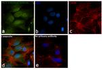 MST1 (STK4) Antibody in Immunocytochemistry (ICC/IF)