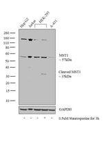 MST1 (STK4) Antibody in Western Blot (WB)