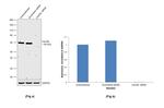 Cdc45L Antibody in Western Blot (WB)