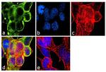 TUBA1A Antibody in Immunocytochemistry (ICC/IF)