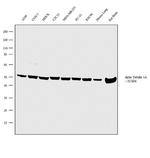 TUBA1A Antibody in Western Blot (WB)