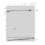 FASN Antibody in Western Blot (WB)