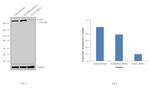 FASN Antibody in Western Blot (WB)