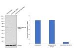 Golgi protein 58k Antibody in Western Blot (WB)