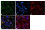 GLDC Antibody in Immunocytochemistry (ICC/IF)