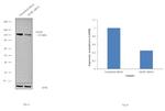 GLDC Antibody in Western Blot (WB)