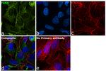 FASN Antibody in Immunocytochemistry (ICC/IF)