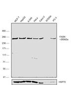 FASN Antibody in Western Blot (WB)