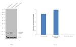 LAMTOR3 Antibody