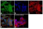 CaMKII delta Antibody in Immunocytochemistry (ICC/IF)