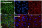 IFIT3 Antibody in Immunocytochemistry (ICC/IF)