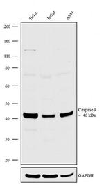 Caspase 9 Antibody in Western Blot (WB)