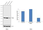 Caspase 9 Antibody in Western Blot (WB)