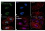 RPA2 Antibody in Immunocytochemistry (ICC/IF)