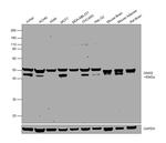 GNAS Antibody in Western Blot (WB)