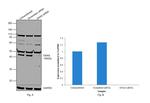 GNAS Antibody in Western Blot (WB)