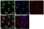 hnRNP C Antibody in Immunocytochemistry (ICC/IF)