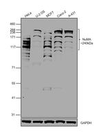 NuMA Antibody in Western Blot (WB)