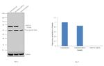 NDUFS1 Antibody in Western Blot (WB)