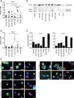 PADI4 Antibody in Immunocytochemistry (ICC/IF)