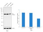 GBA Antibody