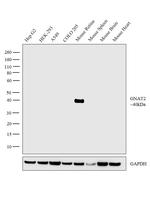 GNAT2 Antibody in Western Blot (WB)