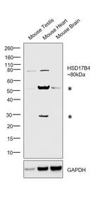 HSD17B4 Antibody in Western Blot (WB)