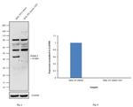 Ataxin 3 Antibody