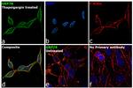 GRP78 Antibody in Immunocytochemistry (ICC/IF)