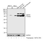 GRP78 Antibody in Western Blot (WB)