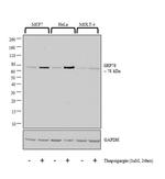 GRP78 Antibody in Western Blot (WB)