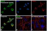 GRP78 Antibody in Immunocytochemistry (ICC/IF)