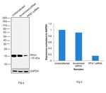 Profilin 1 Antibody