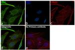 Profilin 1 Antibody in Immunocytochemistry (ICC/IF)