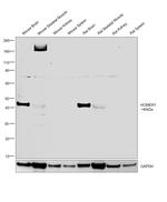 HOMER1 Antibody in Western Blot (WB)