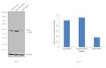 PKM2 Antibody