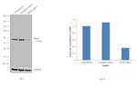 PKM2 Antibody in Western Blot (WB)