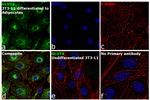 GLUT4 Antibody in Immunocytochemistry (ICC/IF)