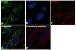 TGN46 Antibody in Immunocytochemistry (ICC/IF)