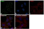 PINK1 Antibody in Immunocytochemistry (ICC/IF)