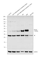 MYOD Antibody in Western Blot (WB)