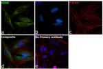 SDHB Antibody in Immunocytochemistry (ICC/IF)