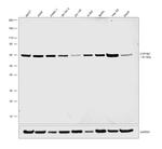 CYP1B1 Antibody in Western Blot (WB)