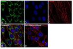 GRP94 Antibody in Immunocytochemistry (ICC/IF)