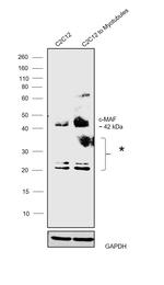 c-MAF Antibody in Western Blot (WB)