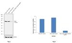 TGM2 Antibody in Western Blot (WB)