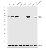 TGM2 Antibody in Western Blot (WB)