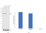 TGM2 Antibody in Western Blot (WB)