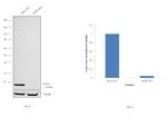 SOD1 Antibody