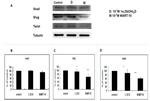 SNAIL Antibody in Western Blot (WB)